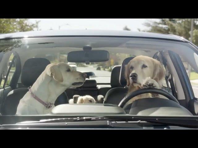 [Top 5] Funny Animal Commercials Ever on TV - Funniest and Crazy Animals