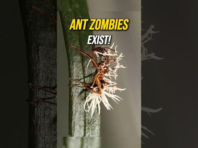 Zombie Ants: The Mind-Controlling Fungus