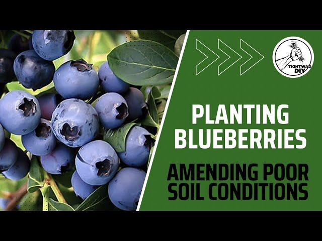 How To Plant Blueberry Bushes | Planting Blueberry Bushes in Poor Soil Conditions