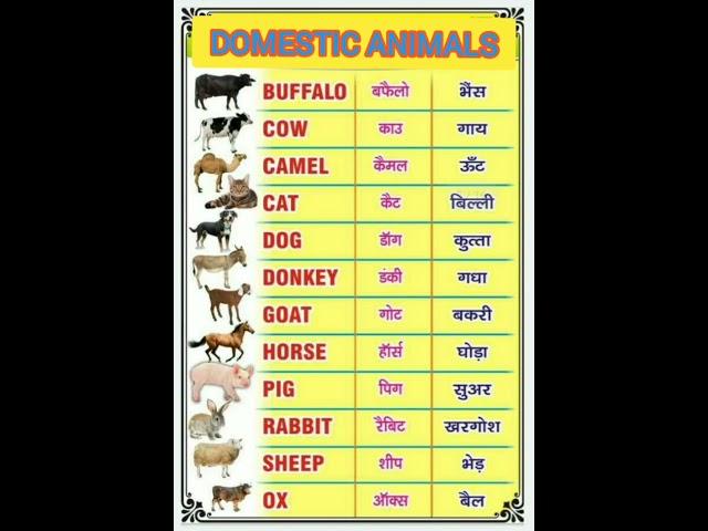 Domestic animals name with pictures #english #youtube #shorts #animals