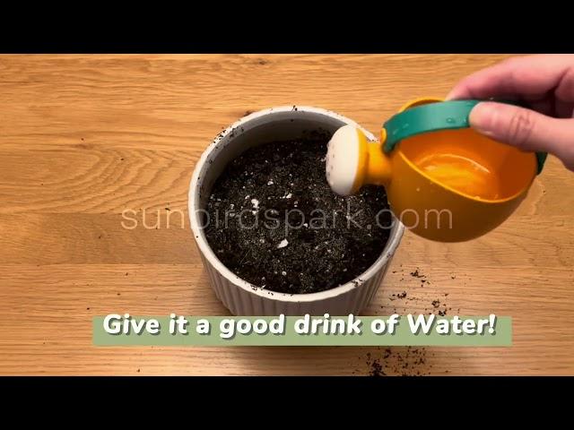 How to plant seed paper?