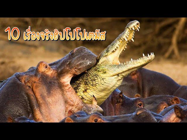 10 เรื่องจริง ฮิปโปโปเตมัส (Hippopotamus) ที่อาจยังไม่รู้