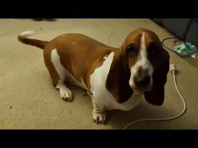 Basset hound wants something