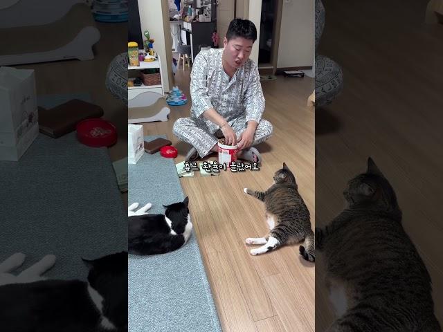월급 200만원 받는 고양이