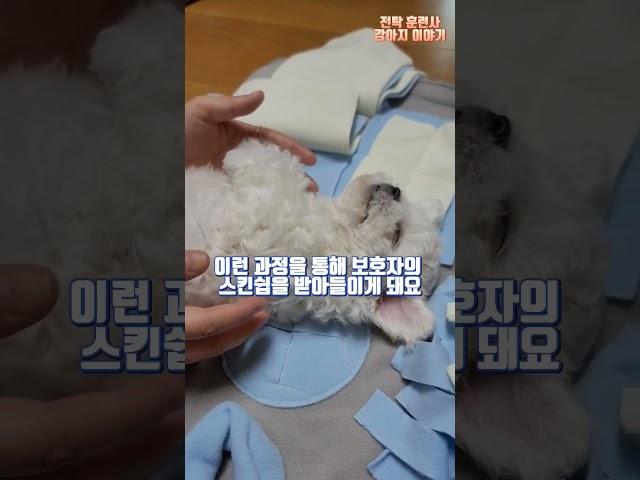 새끼강아지 빗질 교육 이렇게만 가르쳐보세요 #강아지훈련 #새끼강아지훈련 #새끼강아지교육