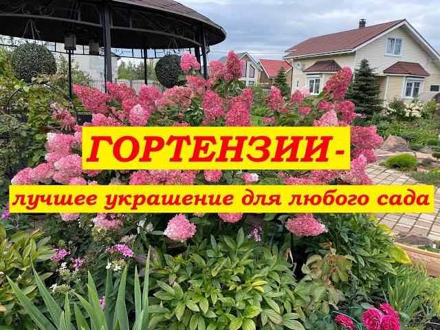 Гортензии. Лучшее украшение для любого сада