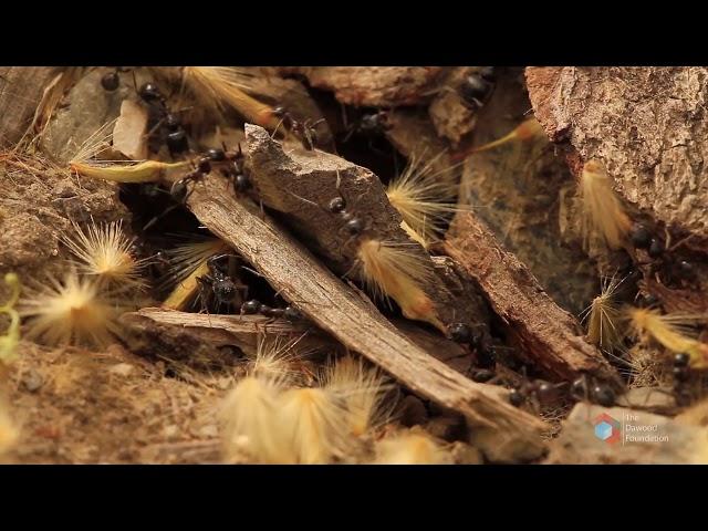 TDF Nature Series - Cliff Walkers - Chitral Gol National Park Overview ENGLISH