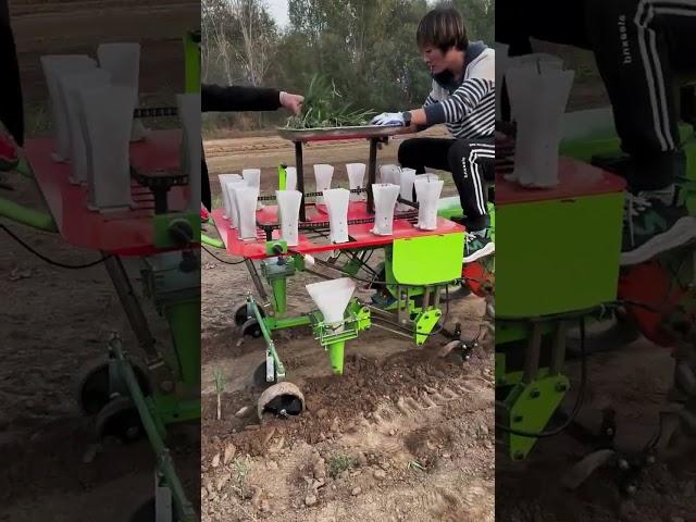 New Vegetable Transplanting @bs-goland