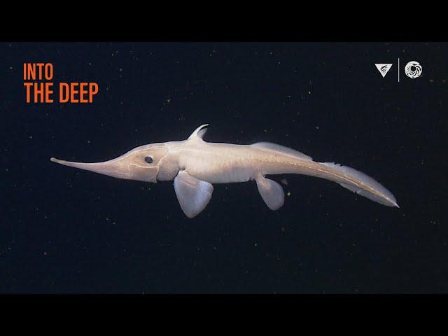 10 minutes of fascinating deep-sea animals | Into The Deep