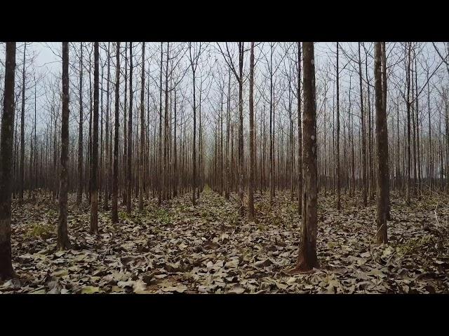 Teak plantation walkthrough