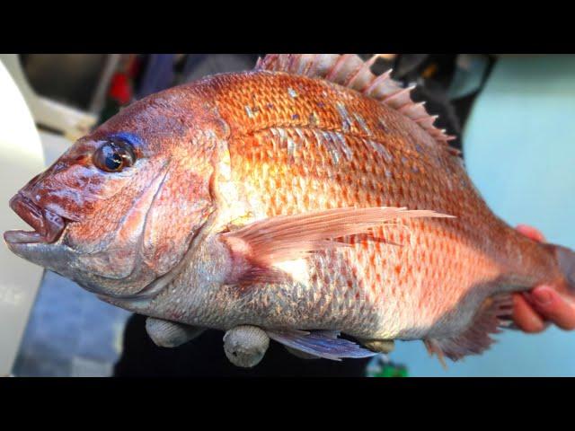 red seabream sashimi / sushi / skill / grooming