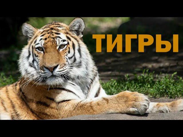 Tigers: Big Cats of The Wild | Endangered Species | Why We Should Worry about Tigers | Save Tigers