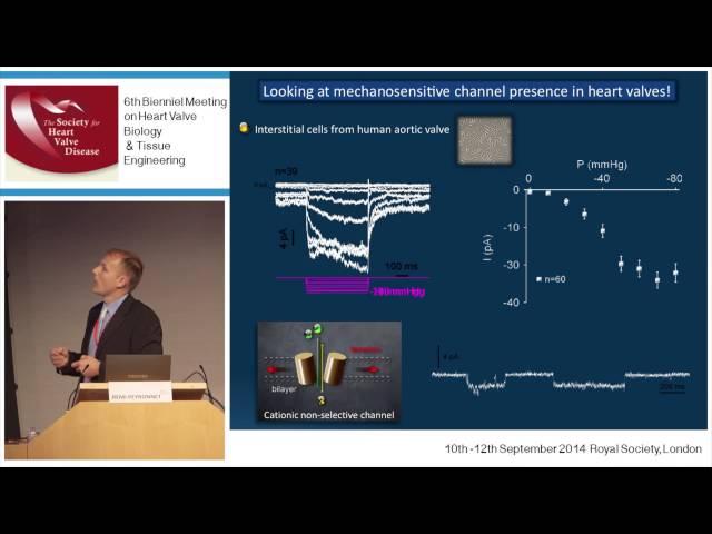 Remi Peyronnet - Mechanotransduction: from the whole heart to valves