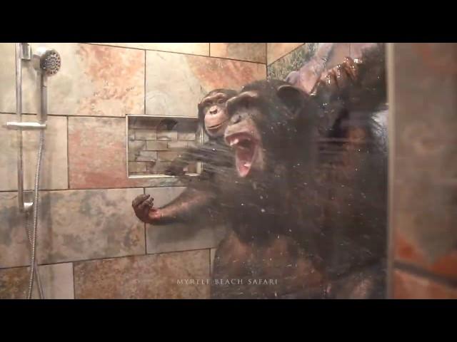 Chimpanzees Taking a Shower - Myrtle Beach Safari