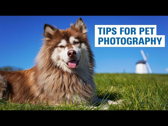 Pet Photography Tips