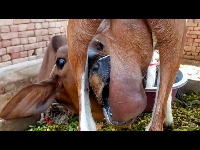 goat feeding the calf in new style 