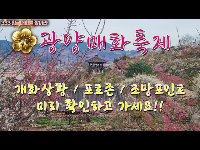 광양매화축제 개화상황 (몇일더 지나야), 포토존, 조망포인트 미리 확인하고 가세요 | 황금매화(333만원 골드바) 이벤트 | 오전, 오후 매화 색감 비교