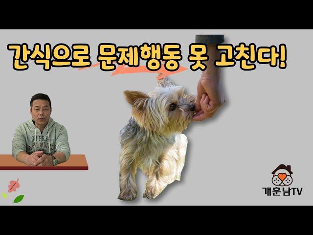 간식으로 하는 강아지 퍼피트레이닝 교육 열심히 반복해도 문제행동 예방되지 않는 근본적 이유