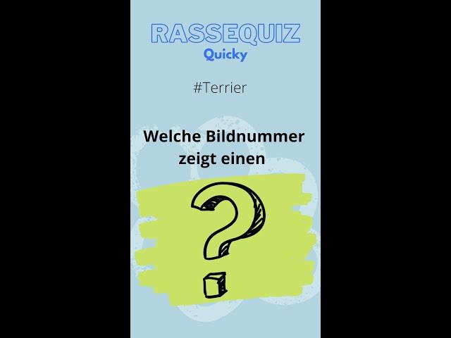 Rassequiz Quicky -  Terrier #shorts