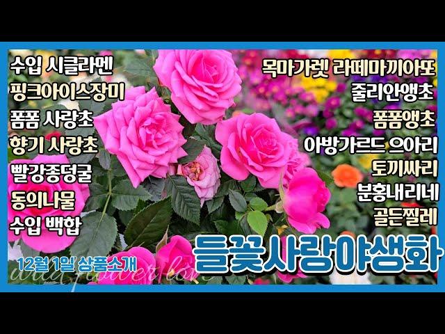 12월의 첫날 "들꽃사랑" 상품소개 #목마가렛라떼마끼아또 #폼폼앵초 #줄리안앵초 #폼폼사랑초 #수입시클라멘 #향기사랑초 #아방가르드으아리 #골든찔레 #분홍내리네 #핑크아이스장미