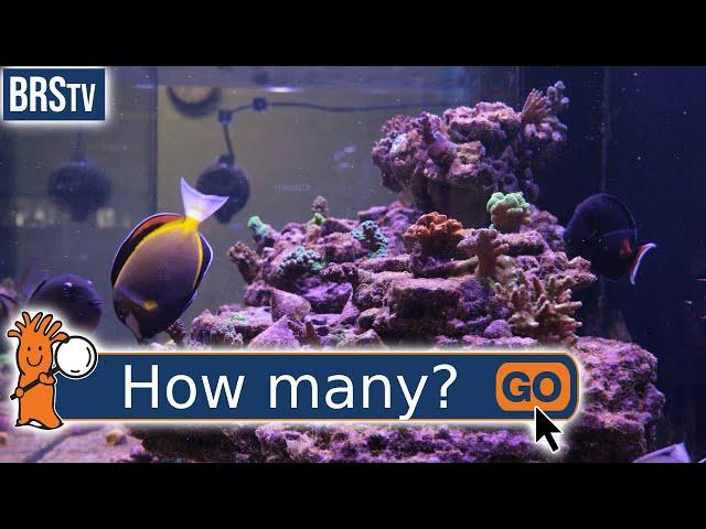 How Many Fish Can You Have In a Saltwater Tank?