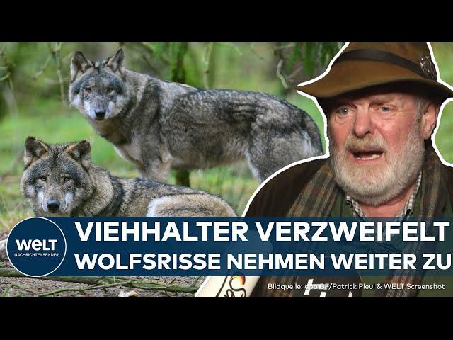 WOLF-PROBLEM IN DEUTSCHLAND: Viehhalter verzweifelt – Wölfe sollen wieder gejagt werden dürfen