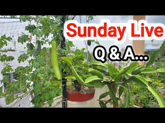 How to grow vegetables Q & A