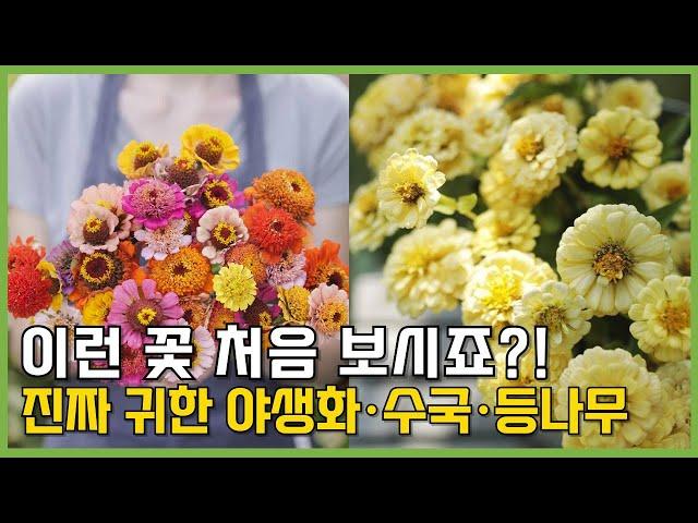 희귀한 야생화 도감 신품종 백일홍 수국 대품 등나무 총출동 대품할인이벤트 #가드닝 #정원 #정원꾸미기