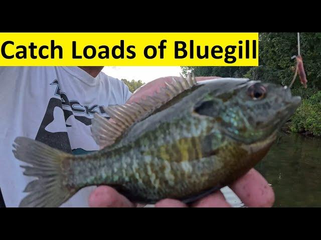 Easy Way to Catch Tons of Summertime Bluegill