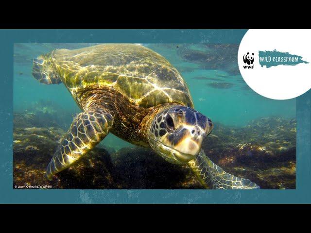 All About Sea Turtles