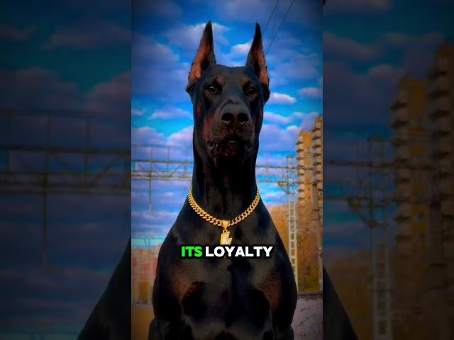 Top 3 Most Loyal Dangerous Dog Breeds That Will Risk Their Lives for You!