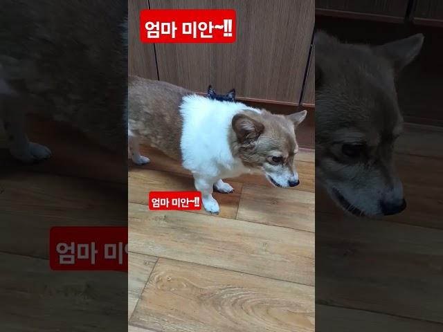 엄마 미안. 외박하는 고양이. #섭이스센터