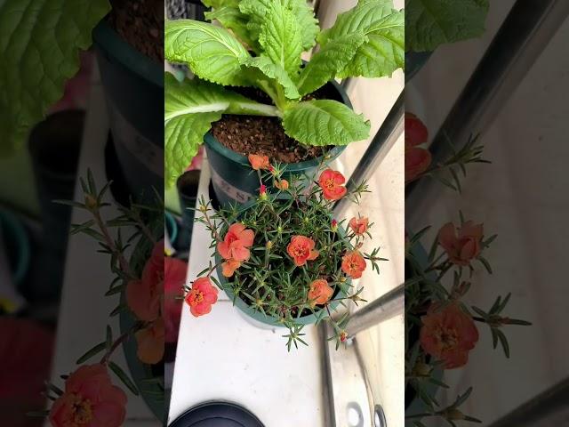 time to blooming portulaca flower #garden #floweringplant #handmadeplanter #gardenflower #plants