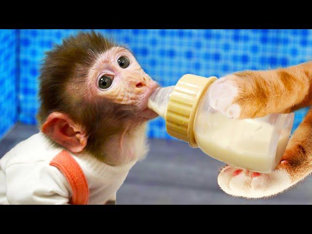 Baby Monkey Bi Bon drinks milk, eats fruit and is taken care of by Cheese cat | Animals Home Monkey