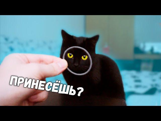 БРОСАЮ кошке ИГРУШКУ и она ее ПРИНОСИТ. Приколы с животными / SANI vlog