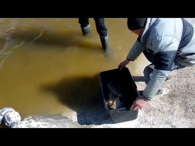 Зарыбляем водоем благородным карпом