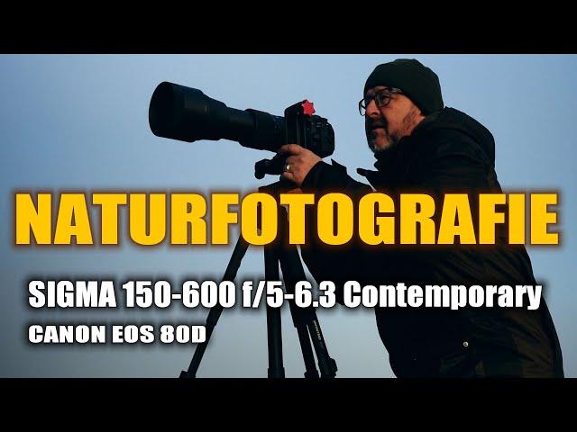  Naturfotografie ⭐ CANON EOS 80D - Sigma 150-600 Contemporary ⭐ Damit bin ich bestens gerüstet!