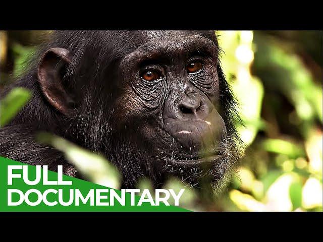 The Secret Culture of the Apes | Free Documentary Nature