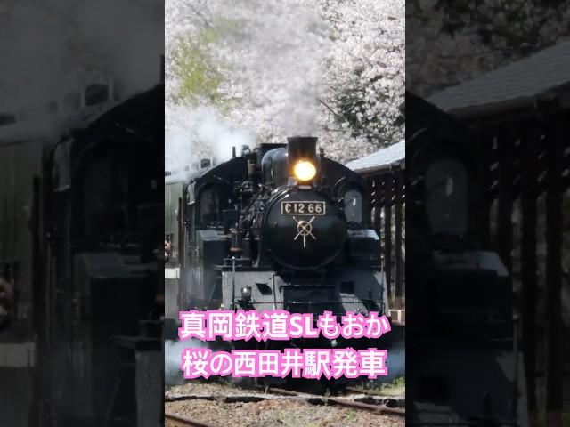 4Kshorts「SLもおか」2024満開の西田井駅発車！ [Moka railway] Steam locomotive class C12 'SL Moka' in spring 2024.