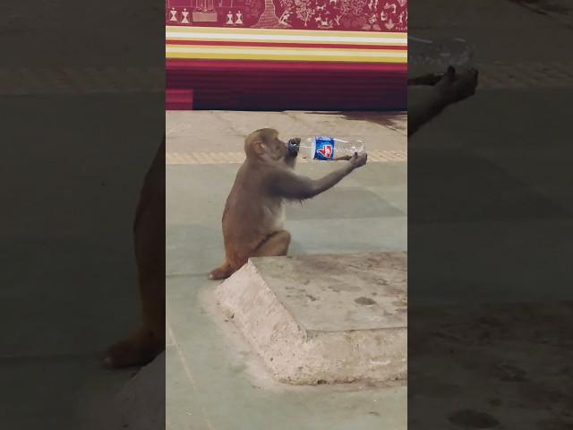 Monkey  drink the thumsup #viralvideo #comedy #nice #money