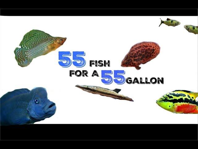 55 Stock Ideas For A 55 Gallon Aquarium