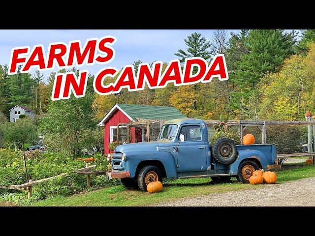 Living in Canada | What farms in Ontario look like