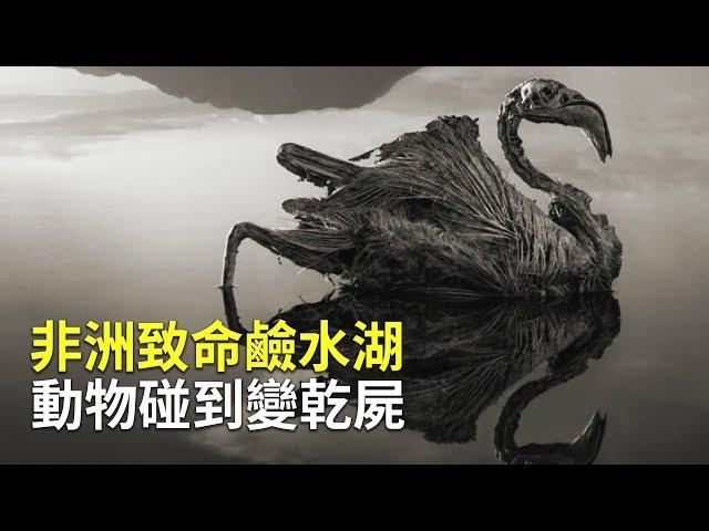 非洲致命鹼水湖 動物碰到變乾屍【大千世界】化石之湖