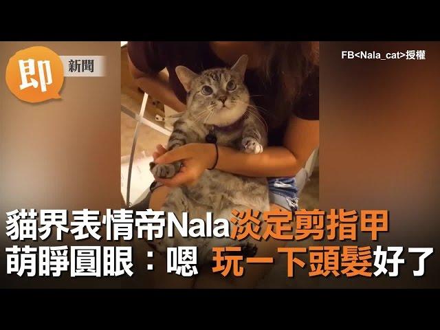 貓界表情帝Nala淡定剪指甲 萌睜圓眼：嗯  玩一下頭髮好了