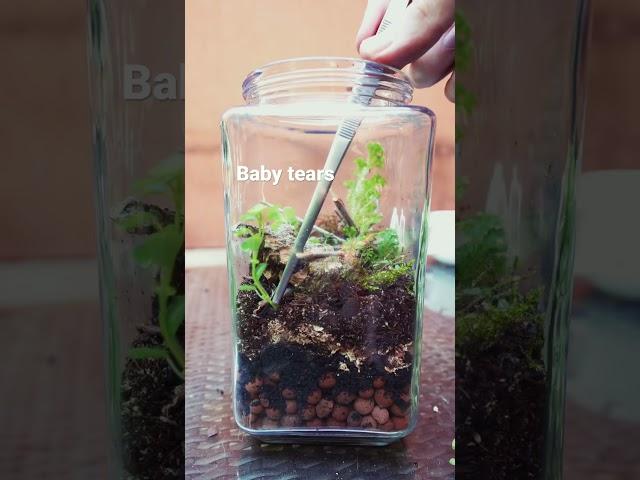 How to Make a Closed Terrarium