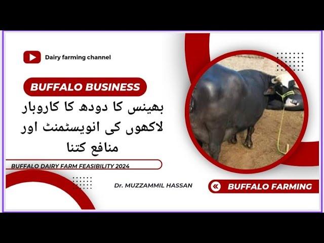 Buffalo dairy farm feasibility 2024 II karachi buffalo farming II Profit of karachi farming