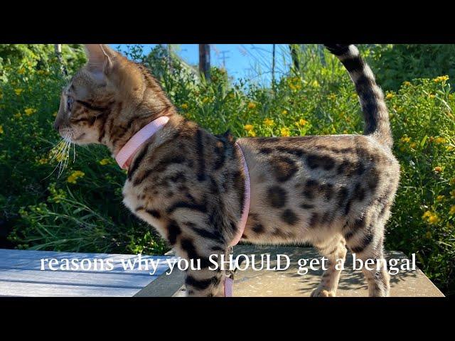 What having a Bengal Cat is like!