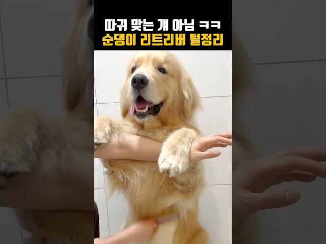 따귀 맞는 그 리트리버 아님 ㅋㅋ 얘는 순댕함 ㅎㅎ