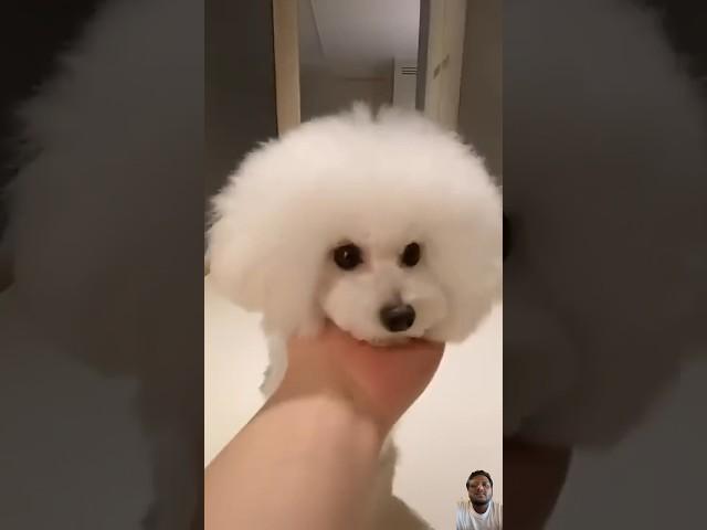 Dog lover #dog #puppy #pets #funnypuppy #puppyvideos #puppyhood #puppypic #puppylife #floof #pup