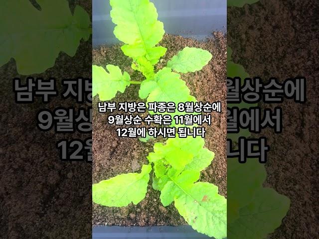 무의 초기 성장이 무엇보다 중요합니다, 무 재배 초기 핵심입니다